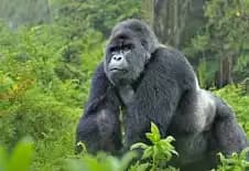 BigBlackGorilla Polymarket trader avatar