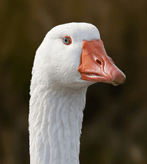 jesterthegoose Polymarket trader avatar